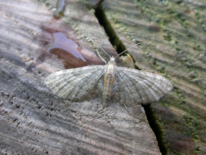 Eupithecia haworthiata.jpg © Donald Hobern from Canberra, Australia