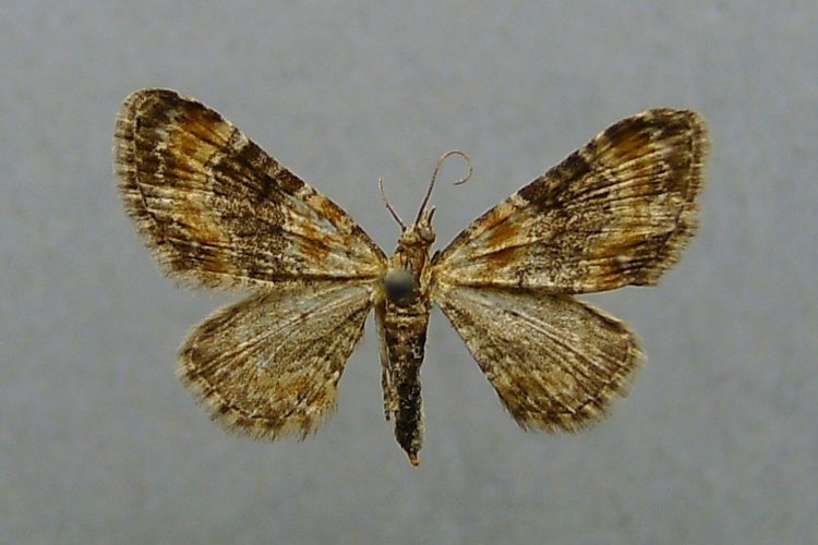 Eupithecia pulchellata.jpg © Dumi