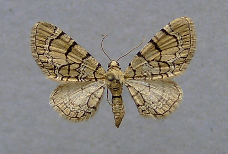 Eupithecia venosata.jpg © Dumi