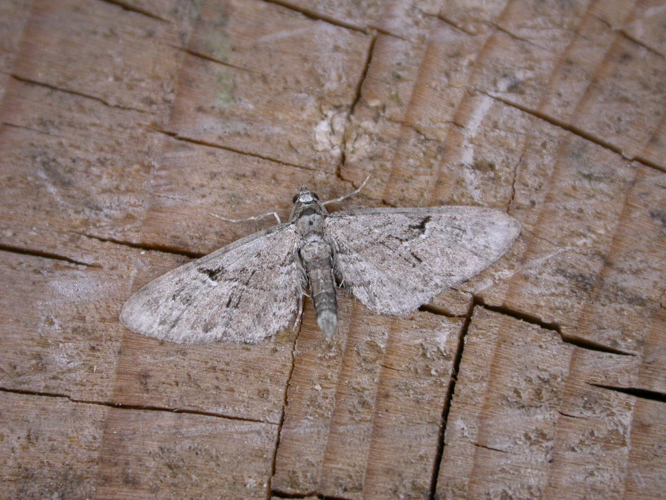 Eupithecia pusillata.jpg © Donald Hobern
