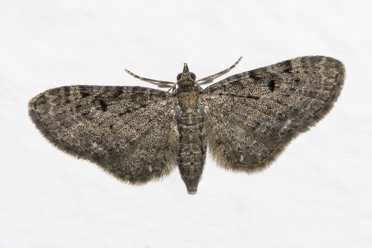 Eupithecia.virgaureata.6875.jpg © Olei