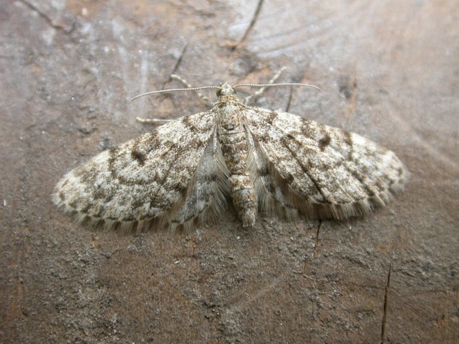 Eupithecia tantillaria.jpg © Donald Hobern from Canberra, Australia