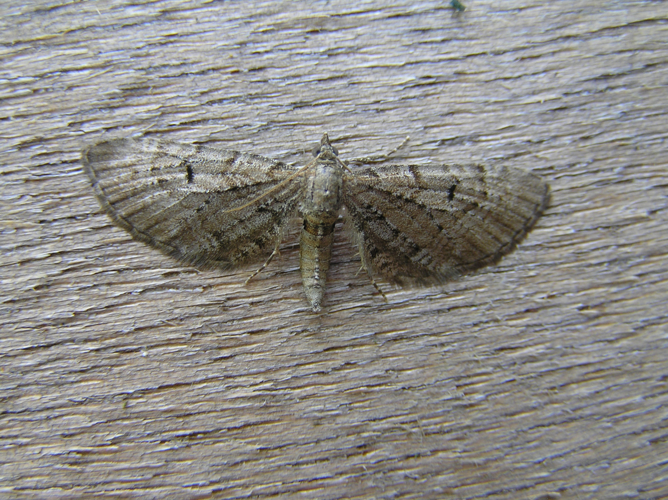 Eupithecia intricata FvL.jpg © Fvlamoen