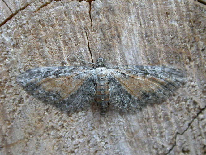 Eupithecia icterata.jpg © Donald Hobern from Canberra, Australia