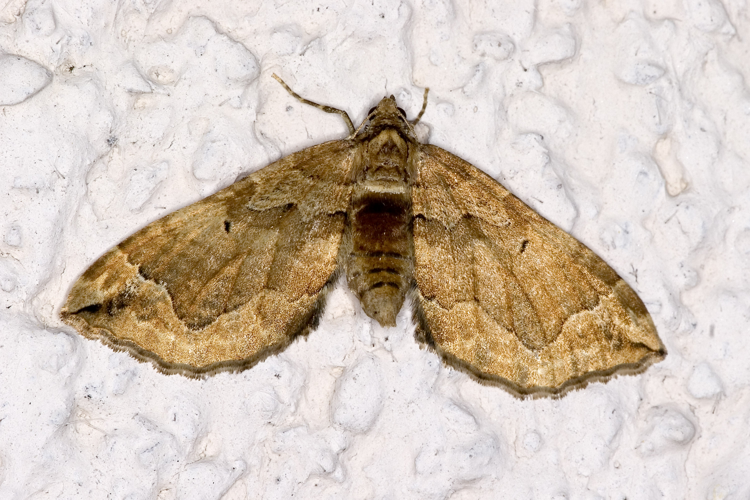 Pelurga.comitata.7321.jpg © Olei