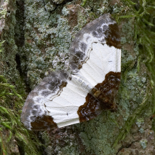 Mesoleuca albicillata.jpg © Michael Apel