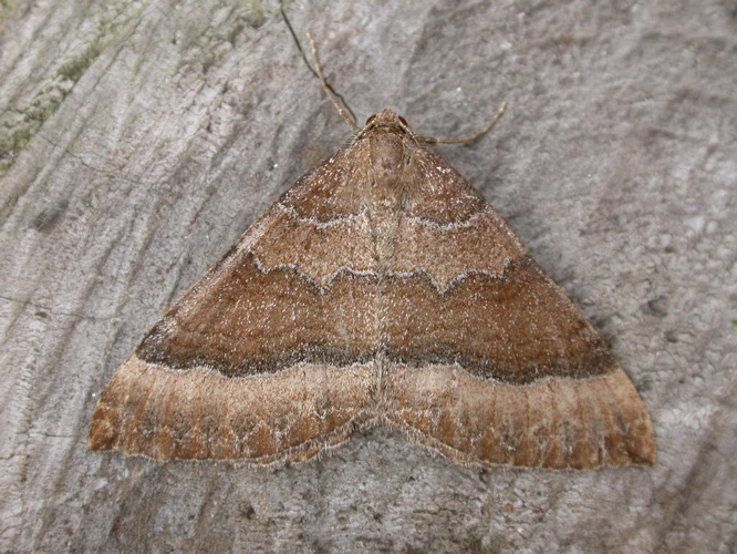 Larentia clavaria.jpg © Donald Hobern