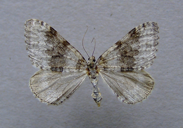 Entephria cyanata.jpg © Dumi