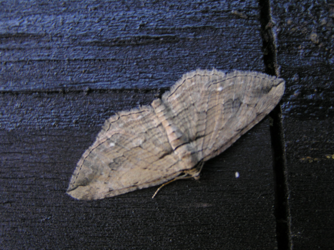 Horisme tersata FvL.jpg © Fvlamoen