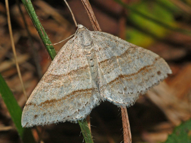 Geometridae - Mesotype parallelolineata.JPG © Hectonichus