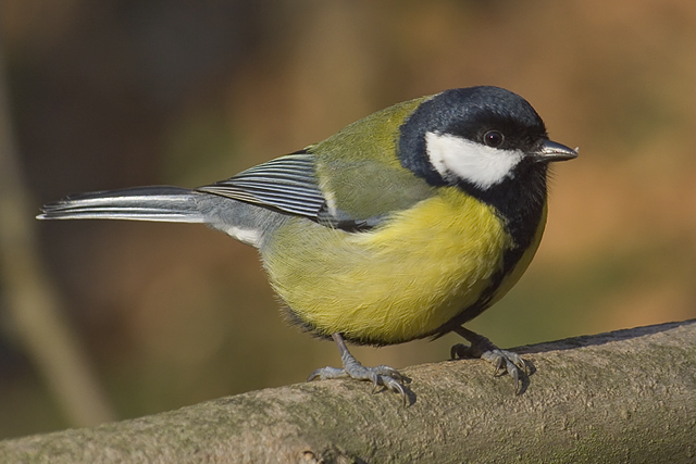 Parus major male.jpg © Commons