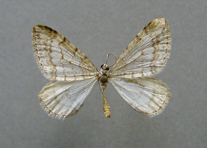 Mesotype verberata.jpg © Dumi