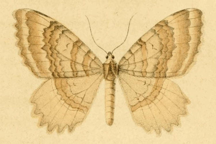 Triphosa sabaudiata.JPG © DUPONCHEL