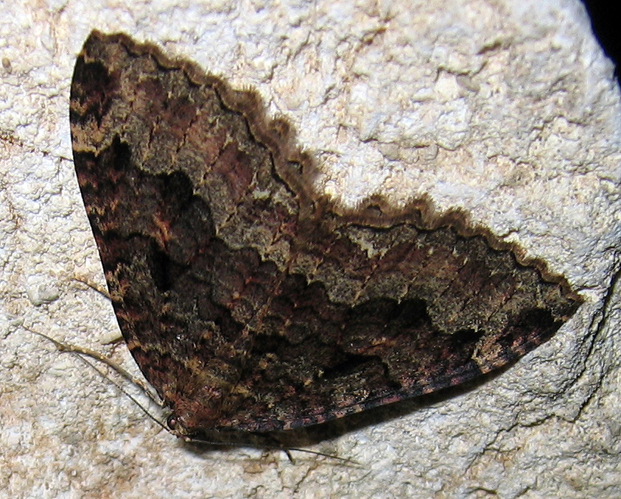 Triphosa dubitata.jpg © Tigerente