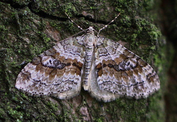 Nothocasis sertata.jpg © marek brandejs