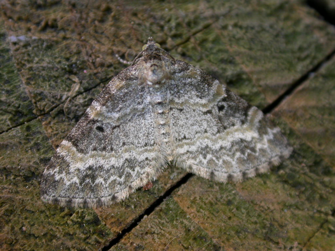 Pterapherapteryx sexalata.jpg © Donald Hobern