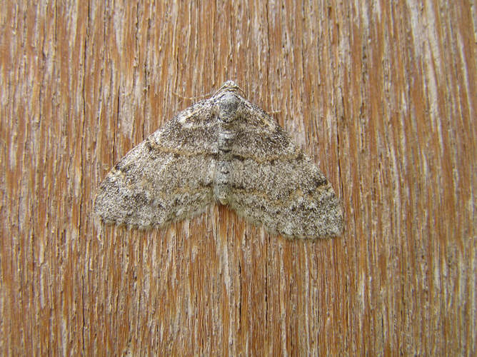 Lobophora halterata FvL.JPG © Fvlamoen