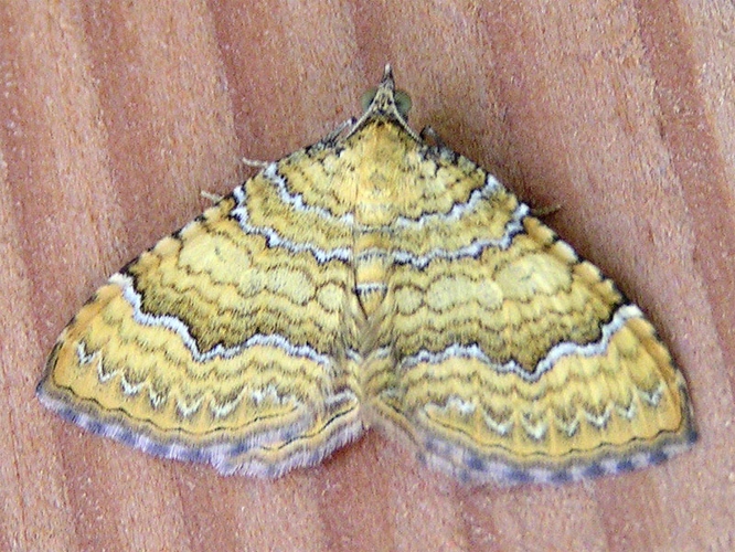 Camptogramma bilineata.jpg © Eric Steinert