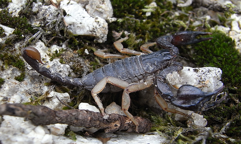 Euscorpius Southern France1.jpg © Siga