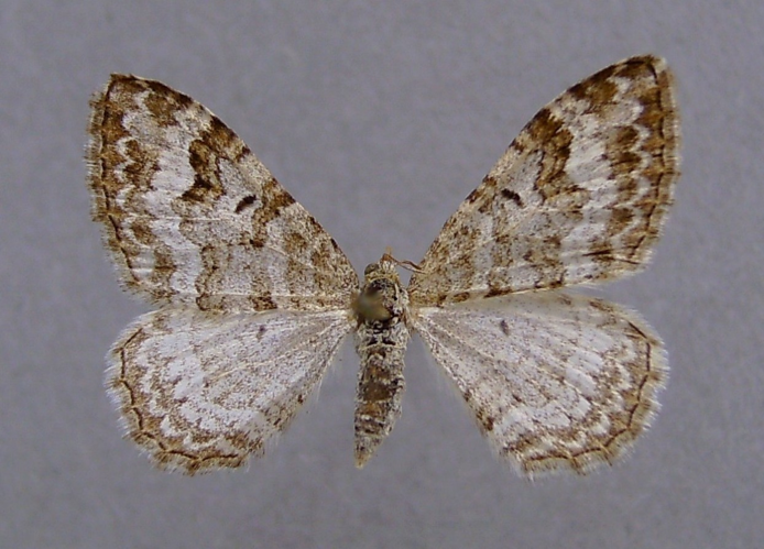 Epirrhoe molluginata.jpg © Dumi