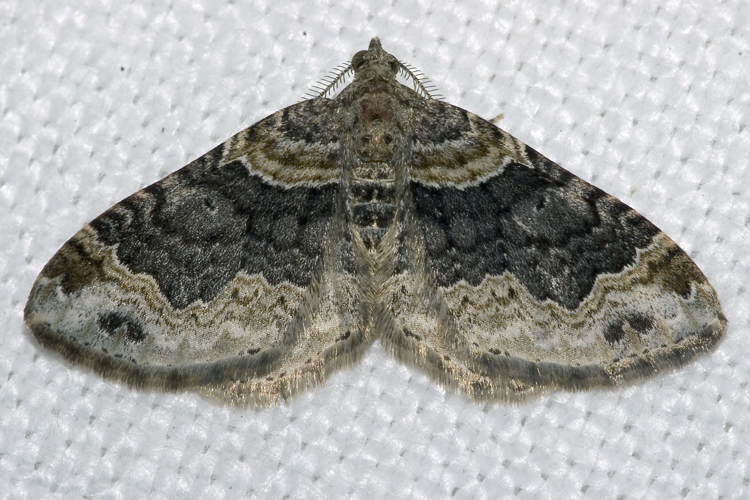 Xanthorhoe.ferrugata.7149.jpg © Olei