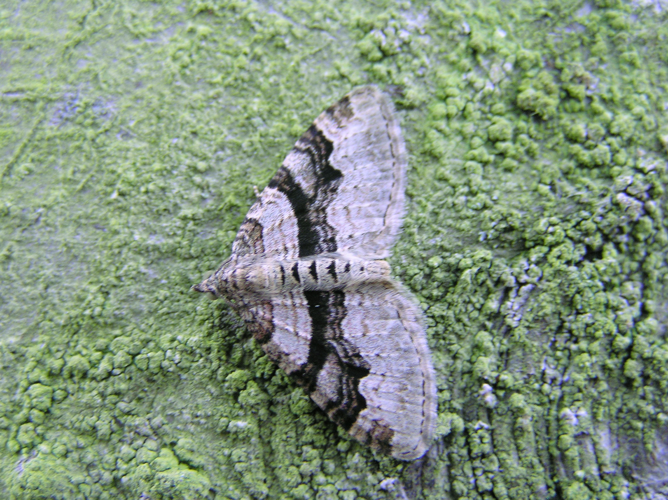 Xanthorhoe designata.jpg © Fvlamoen
