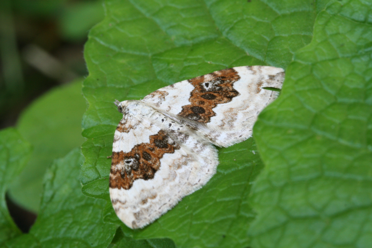 Xanthorhoe montanata-03 (xndr).jpg © No machine-readable author provided. Svdmolen assumed (based on copyright claims).