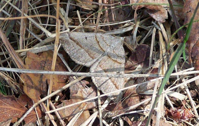 Scotopteryx mucronata.jpg © Lymantria