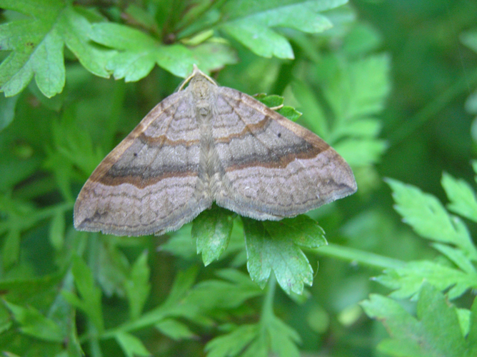 Scotopteryx chenopodiata.jpg © Fvlamoen