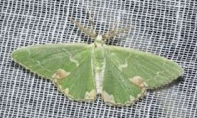 Comibaena bajularia-Chize 30-07-06 m.jpg © Nsellier