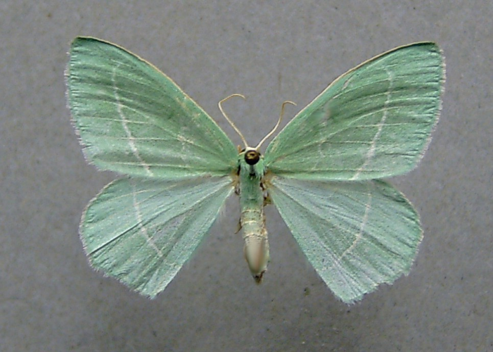 Hemistola chrysoprasaria.jpg © Dumi