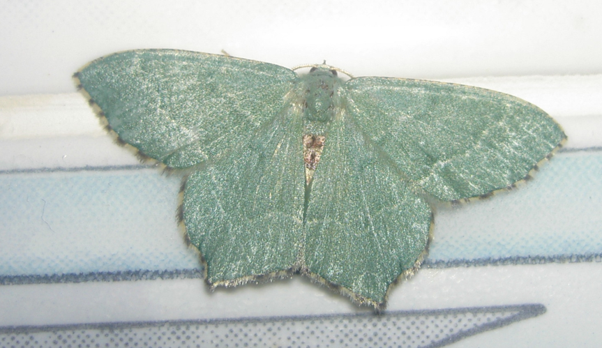 Hemithea-aestivaria.jpg © Telsa~commonswiki