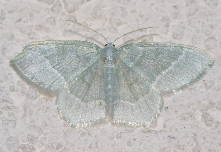 Jodis lactearia01.jpg © Kulac