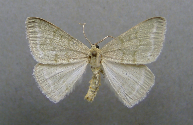 Pseudoterpna pruinata.jpg © Dumi