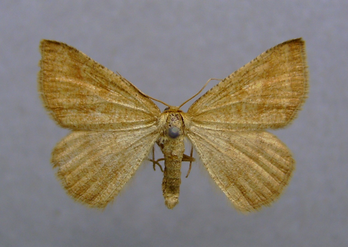 Aplasta ononaria.jpg © Dumi