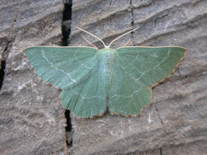 Thalera fimbrialis.jpg © Donald Hobern from Canberra, Australia