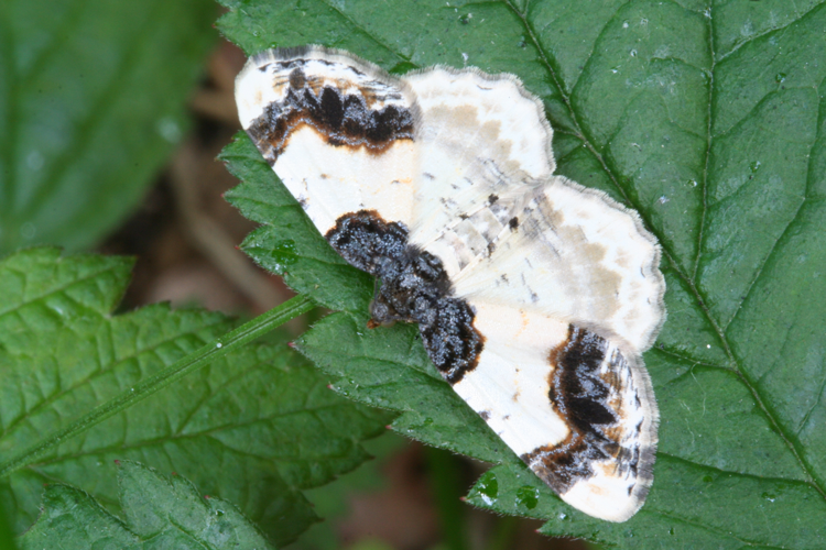 Ligdia adustata-01 (xndr).jpg © No machine-readable author provided. Svdmolen assumed (based on copyright claims).