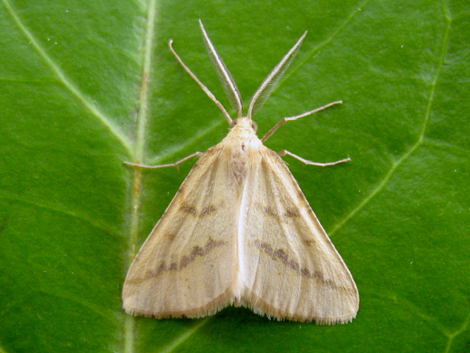 Aspitates ochrearia.jpg © Lymantria