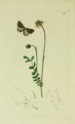 Britishentomologyvolume6Plate447.jpg © Curtis