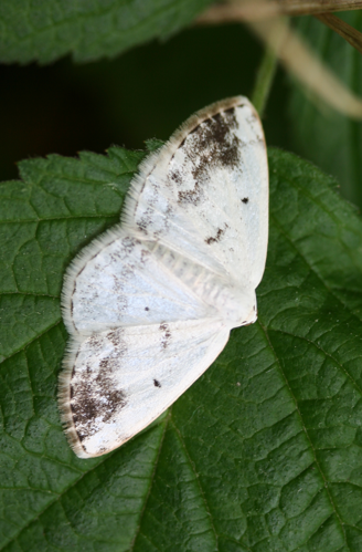 Lomographa temerata-01 (xndr).jpg © No machine-readable author provided. Svdmolen assumed (based on copyright claims).