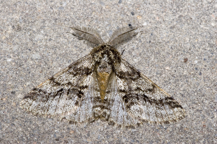 Lycia.hirtaria.7094.jpg © Olei