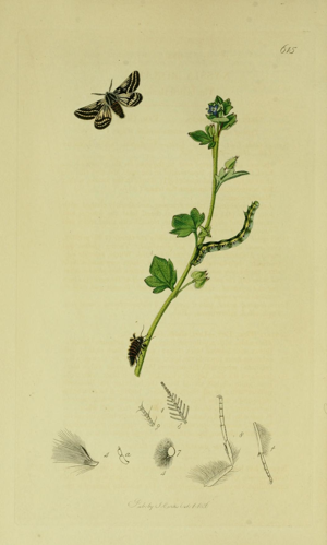 Britishentomologyvolume6Plate615.jpg © Curtis