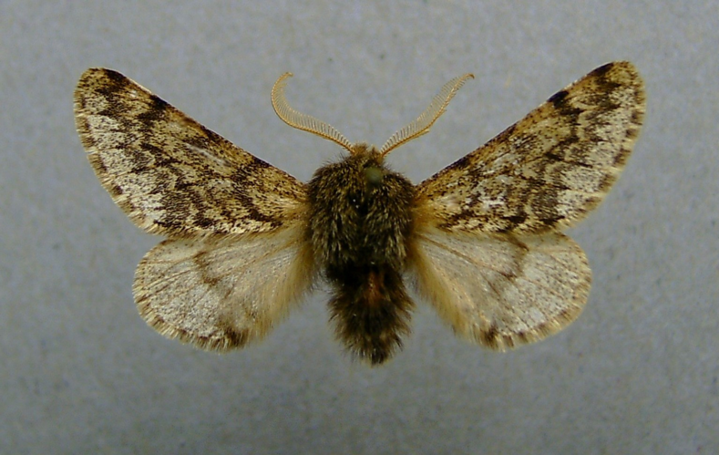 Apocheima hispidaria.jpg © Dumi