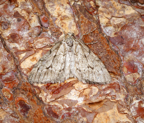 Tephronia sepiaria (36619891332).jpg © Ben Sale from UK