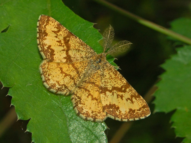 Geometridae - Ematurga atomaria.JPG © Hectonichus