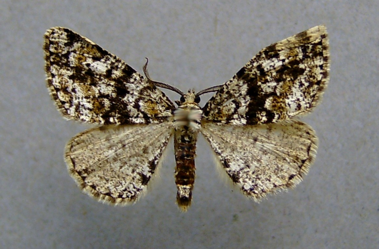 Fagivorina arenaria.jpg © Dumi