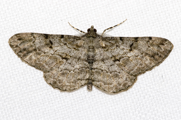 Peribatodes.rhomboidaria.7197.jpg © Olei