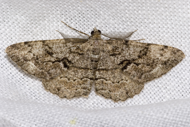 Peribatodes.secundaria.7313.jpg © Olei