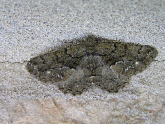 Peribatodes ilicaria Lyma.jpg © Lymantria