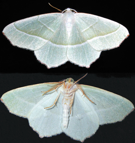 Campaea margaritata 9052r 9054r.jpg © No machine-readable author provided. Soebe assumed (based on copyright claims).